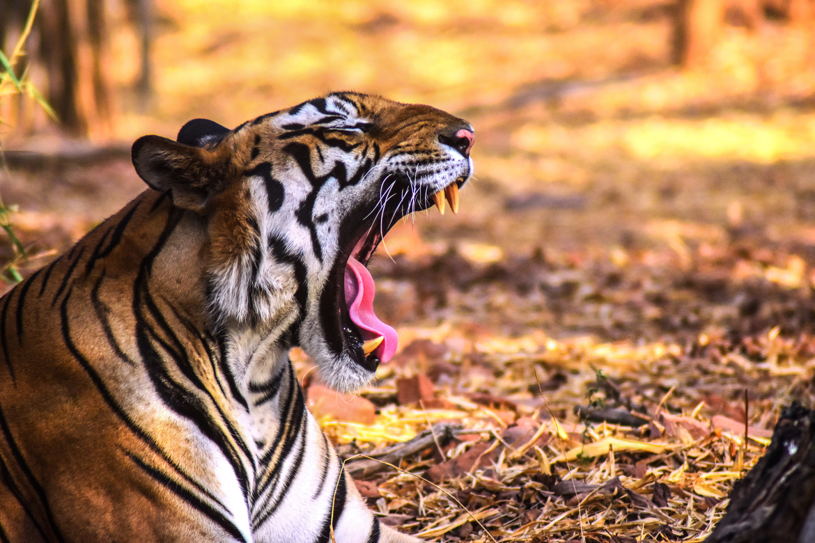 Tiger, Kanha national park, India