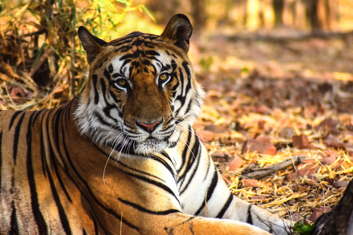 Tiger, Kanha national park, India