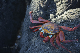 Grid sally light foot crab