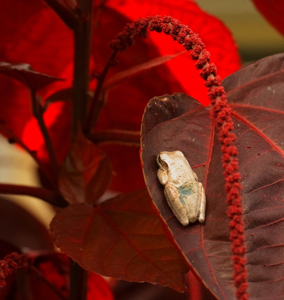 CUBAN TREEFROG , Osteopilus septenfrionalis, FLORIDA, United States of America