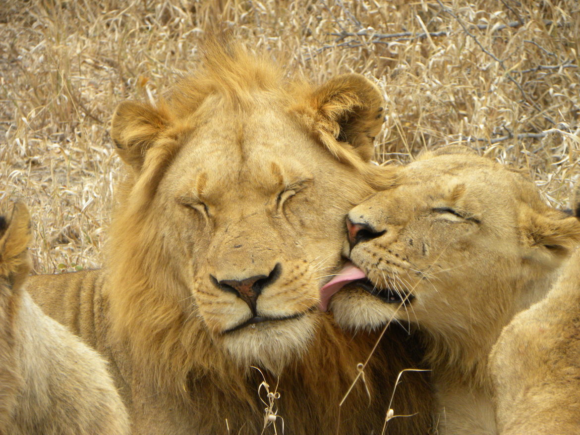 African Lion, Okavanga Delta, Botswana