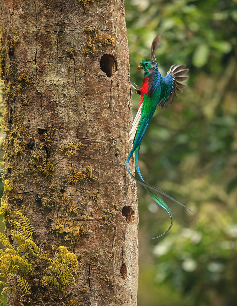 Resplendent Quetzal, Oak Cloud Forest Talamanaca Mountains, Costa Rica