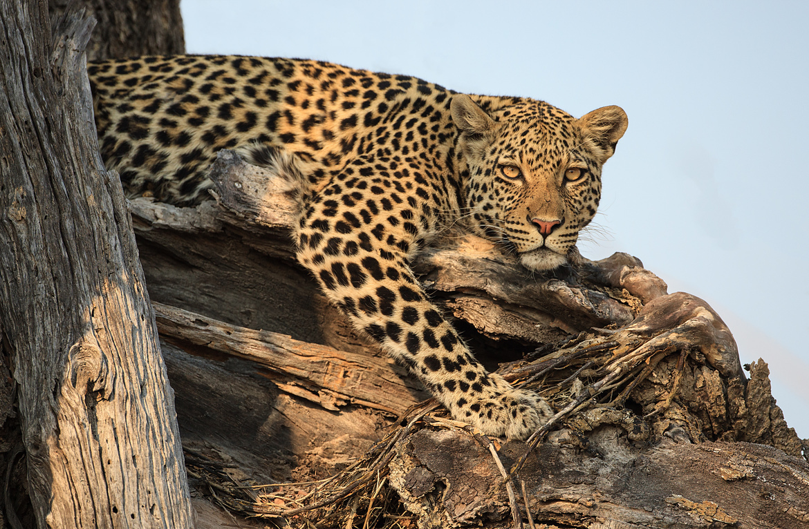 Leopard, Savuti Area, Botswana