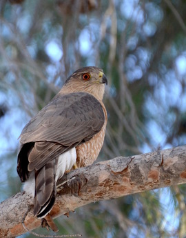 Grid coopers hawk