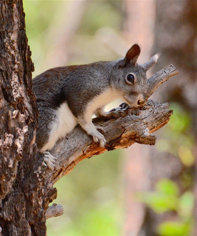 Abert's Squirrel, near Pinetop, Mogollon Rim, Arizona, United States of America