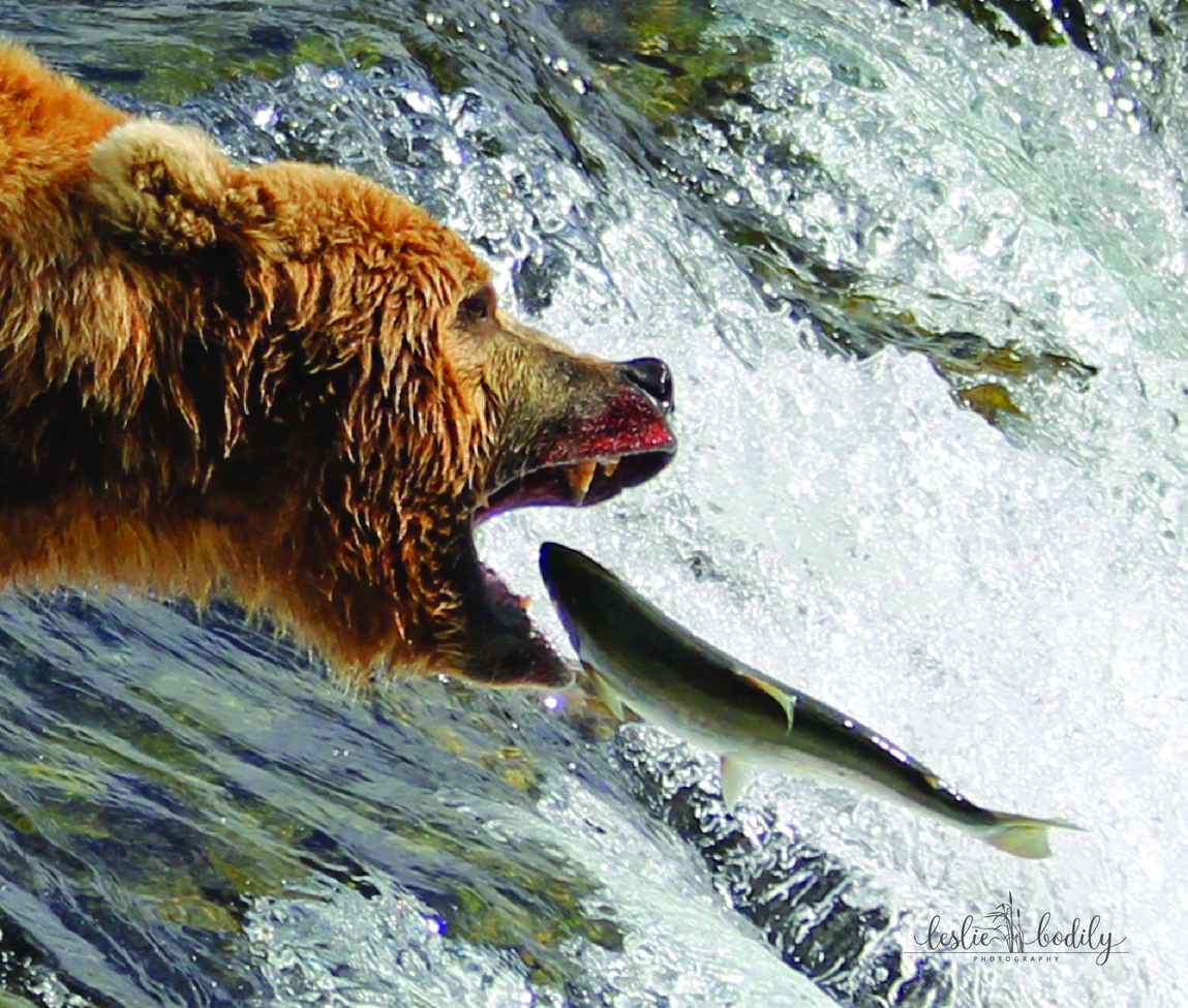Brown Bear, Katmai National Park & Preserve, Brooks Falls, United States of America