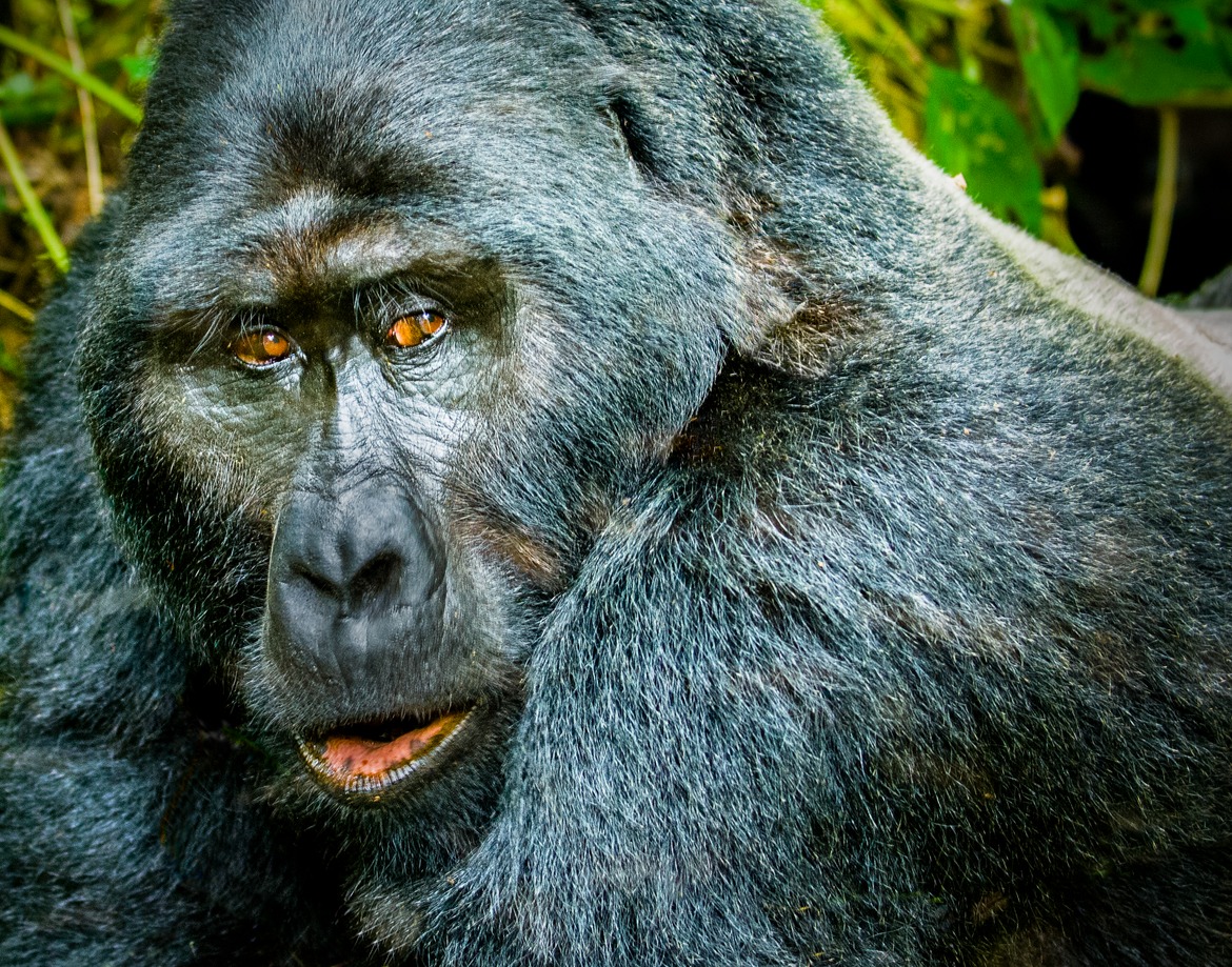 Mountain Gorilla, Bwindi National Park, Rwanda