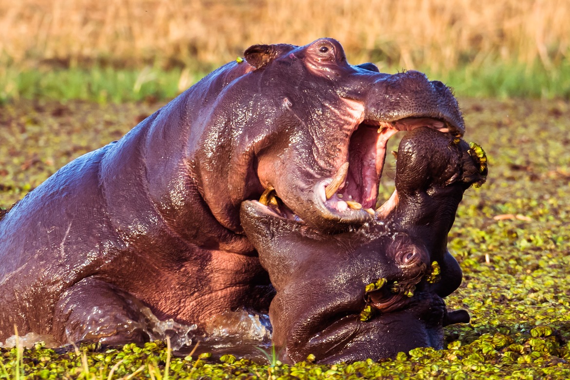 Hippopotamus, Okavango, Botswana