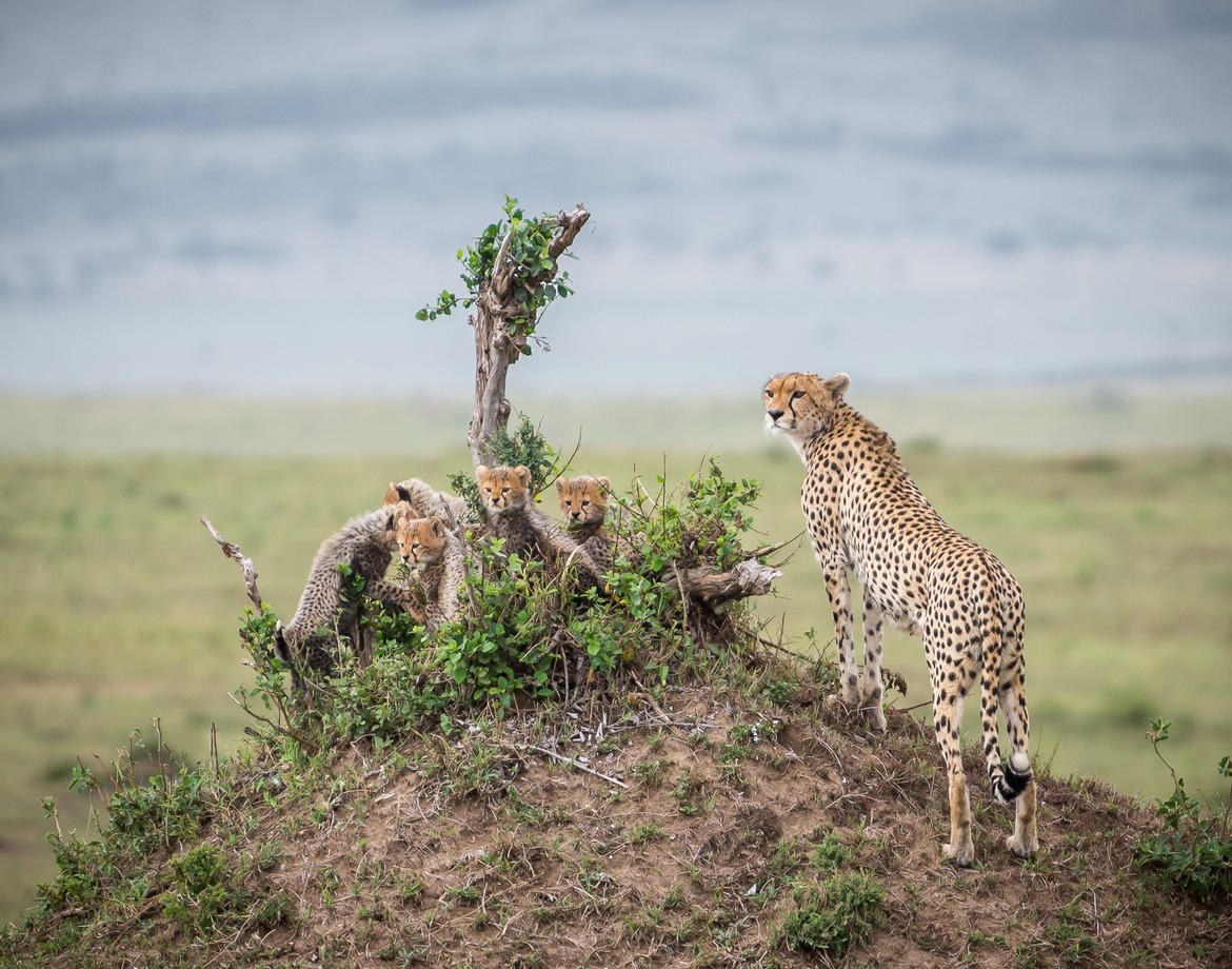 Cheetah, Masai Mara, Kenya
