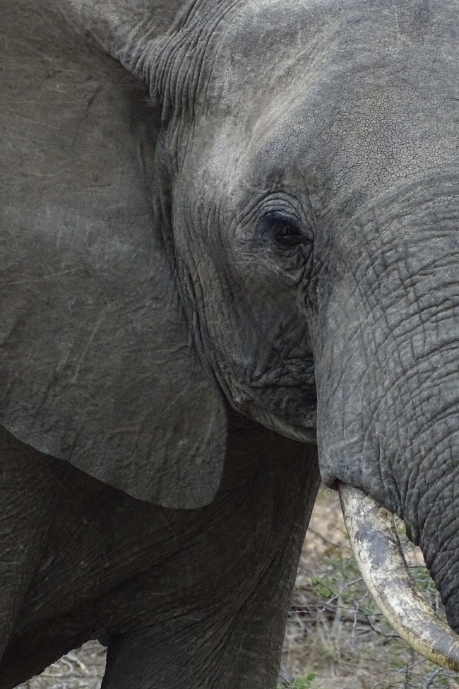 African elephant, Timbavati Private Game Reserve, South Africa