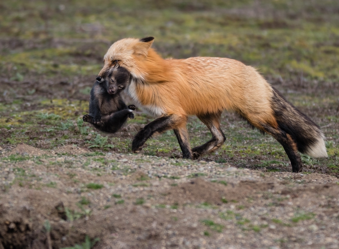 Red Fox, Washington State, United States of America