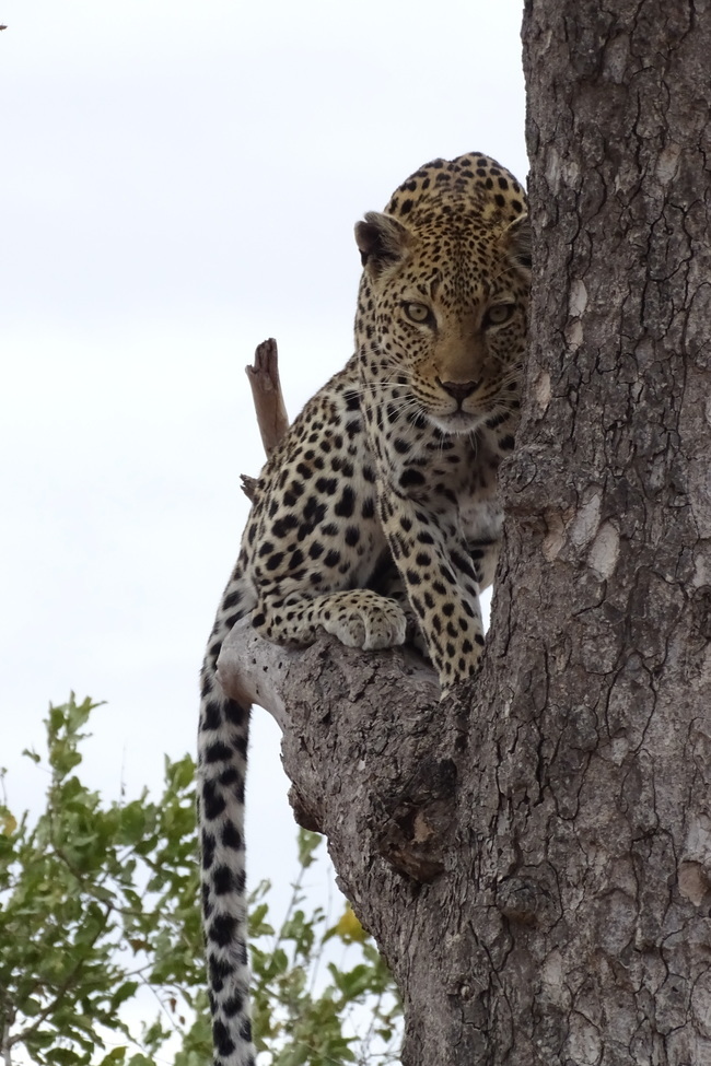 Leopard, Timbavati Private Game Reserve, South Africa