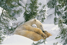 Grid thomascooper polarbear w cub