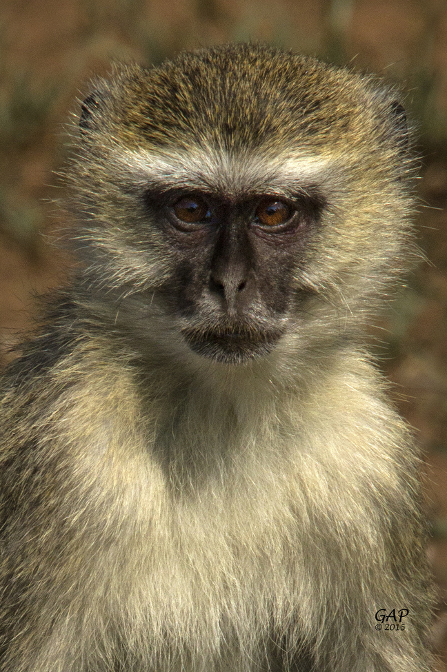 Vervet monkey, Toka Leya, Zambia, Zambia