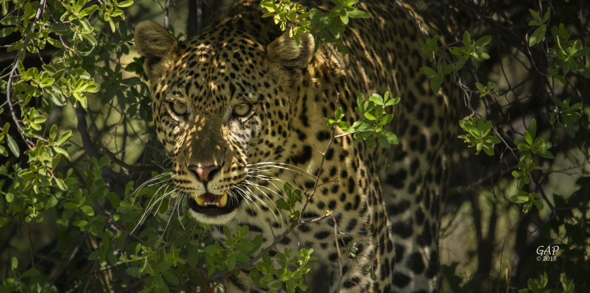 Leopard, Little Vumbura Camp, Botswana, Botswana