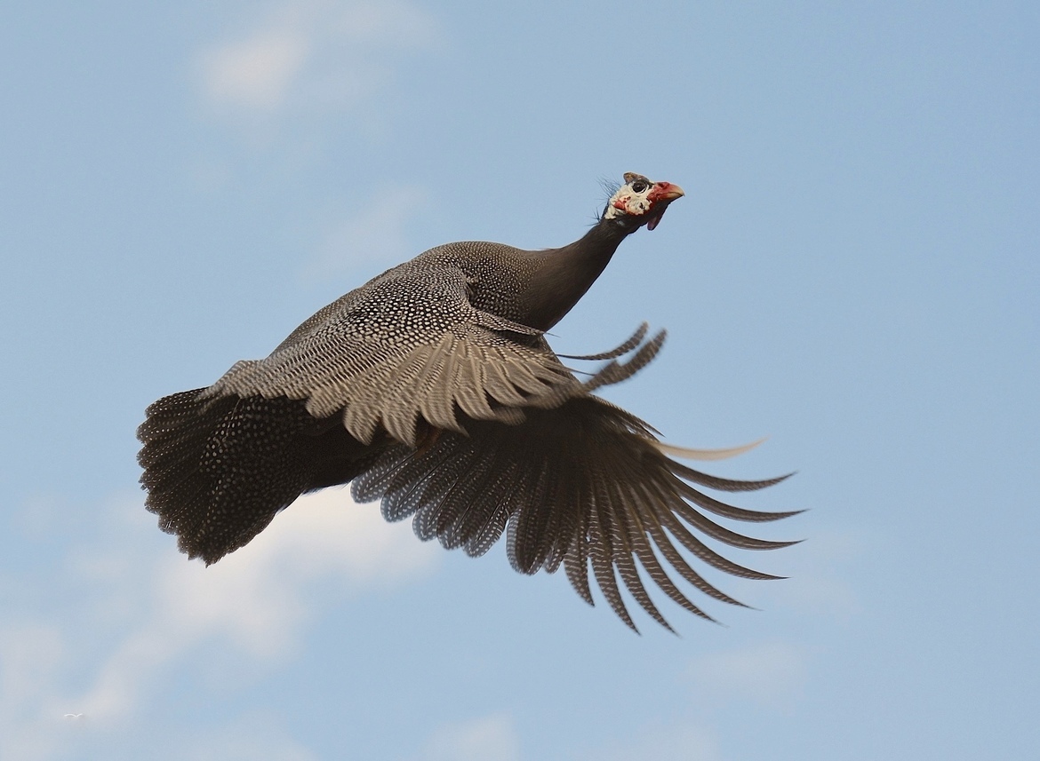 Guinea Fowl, Branford CT., United States of America