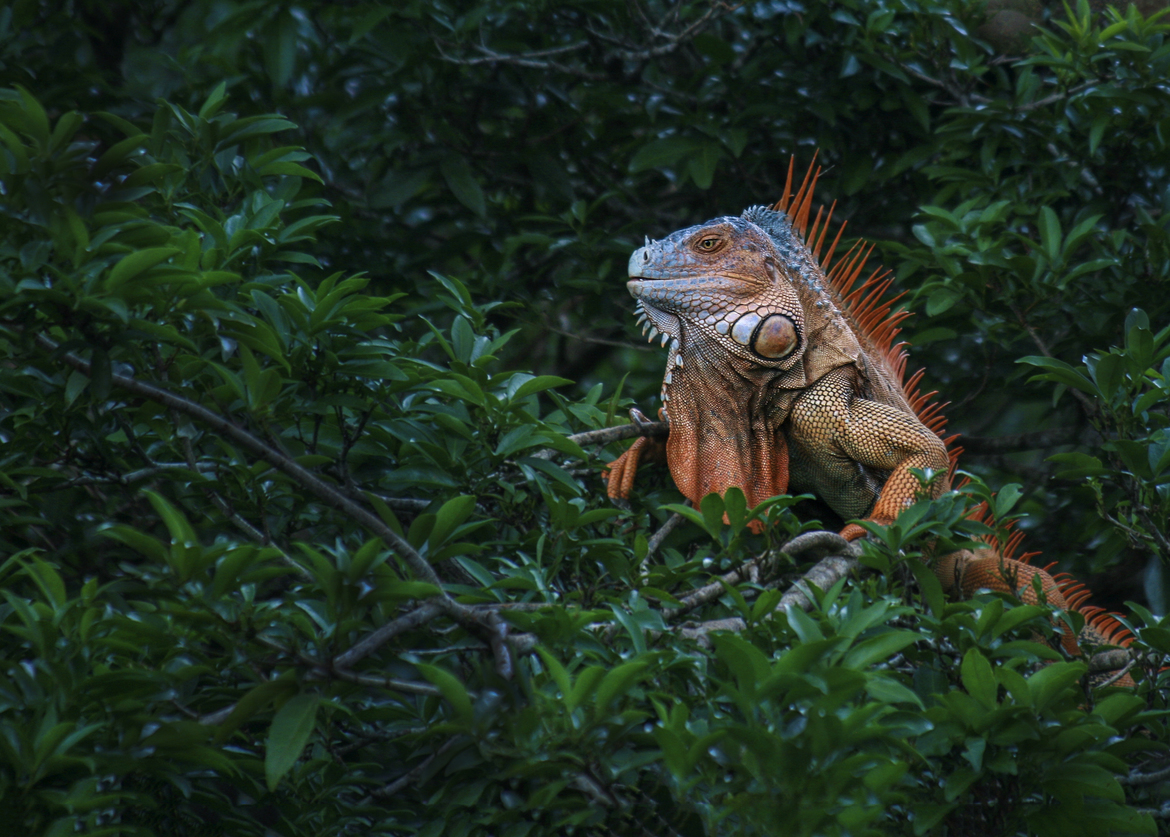 Iguana, Costa Rica, Costa Rica