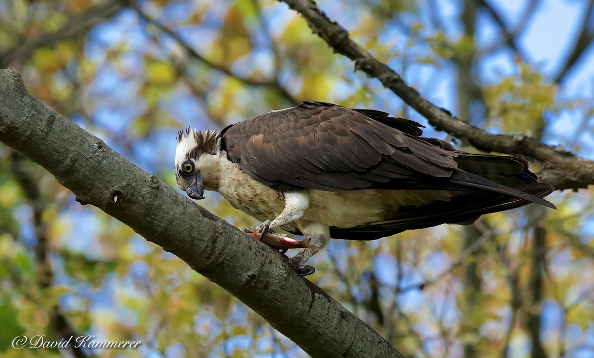 Raptor/Bird Osprey, Branford CT, United States of America