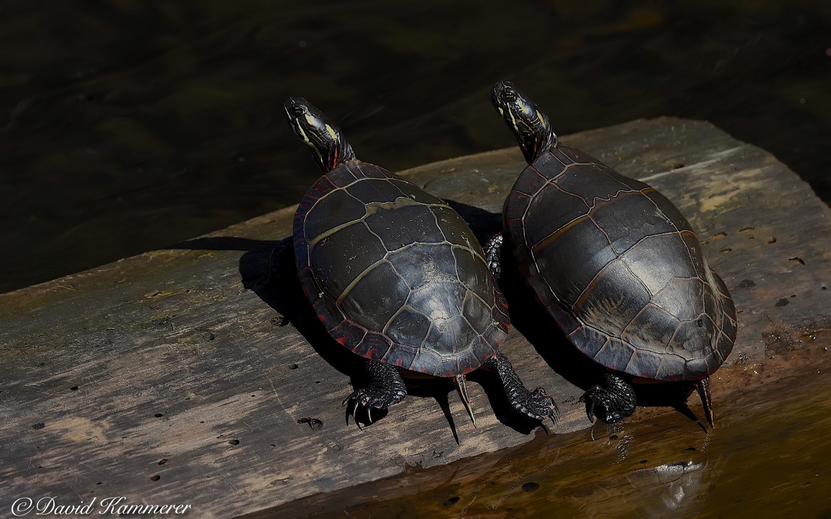 Reptiles.  Eatern Painted Turtles, Branford Supply Pond Branford CT., United States of America