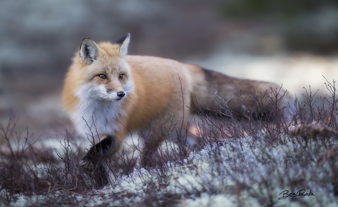 Fox, Algonquin Provincial Park, Canada