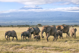 Grid elephants at mt kilimanjaro