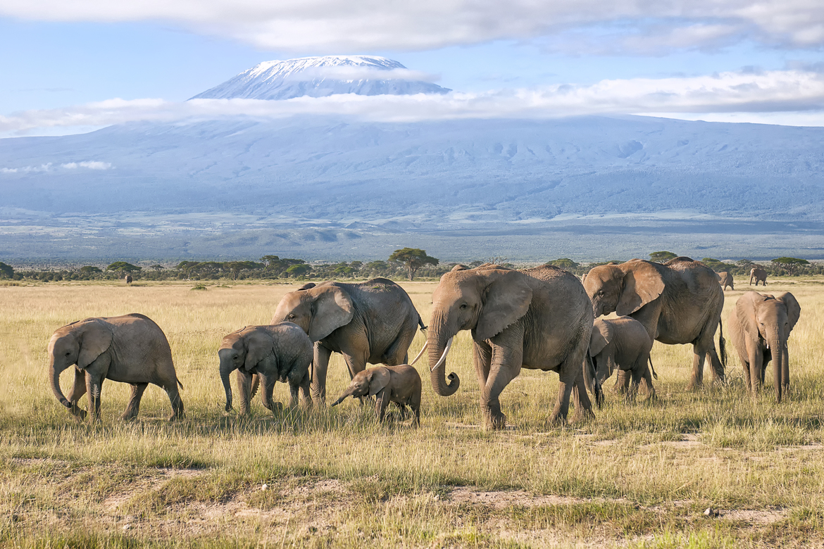 Elephant, Amboseli , Kenya