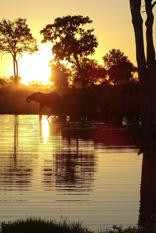 African elephant, Hwange National Park, Zimbabwe