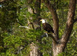 Grid fish and eagle