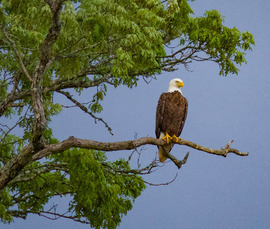 Grid best eagle sit