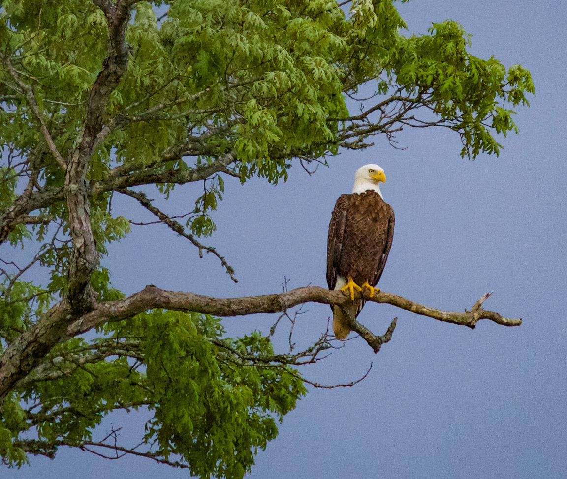 Female Bald Eagle, Hiwassee River Tennessee, United States of America