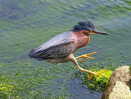 Grid green heron1