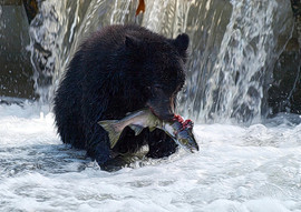 Grid bear and salmon