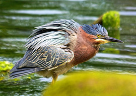 Grid green heron 5