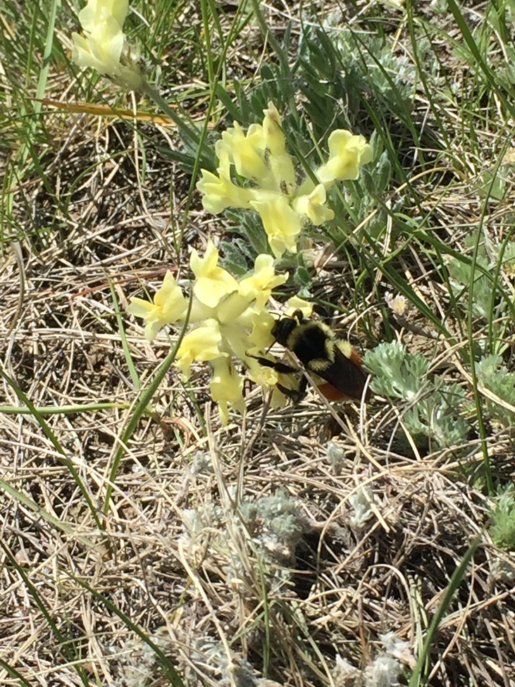 Bee, Wanuskewin heritage park , Canada