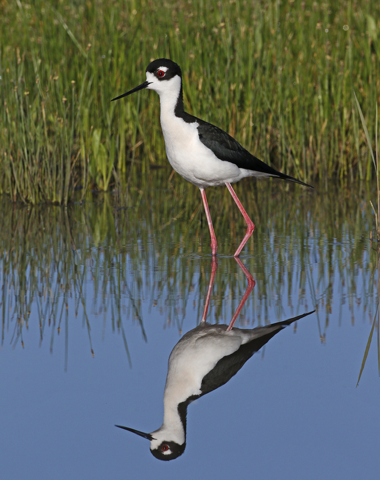 Black-necked Stilt, The Nature Conservancy's Cheyenne Bottoms Preserve in central Kansas, United States of America