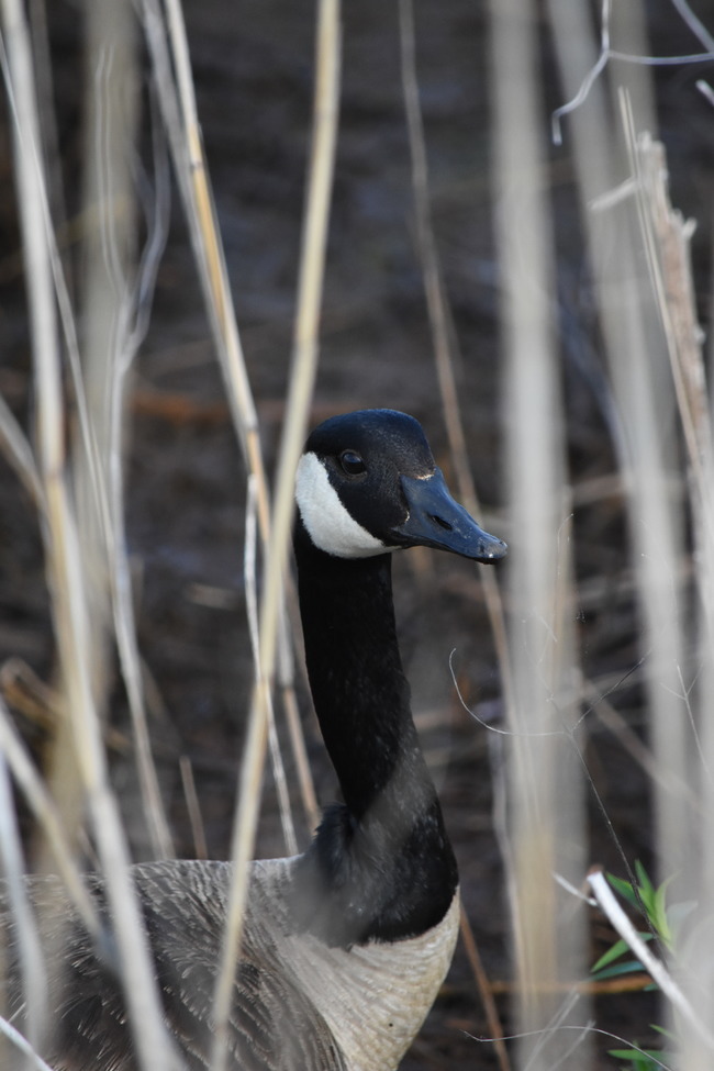 Canada Goose, Cape may, NJ, United States of America