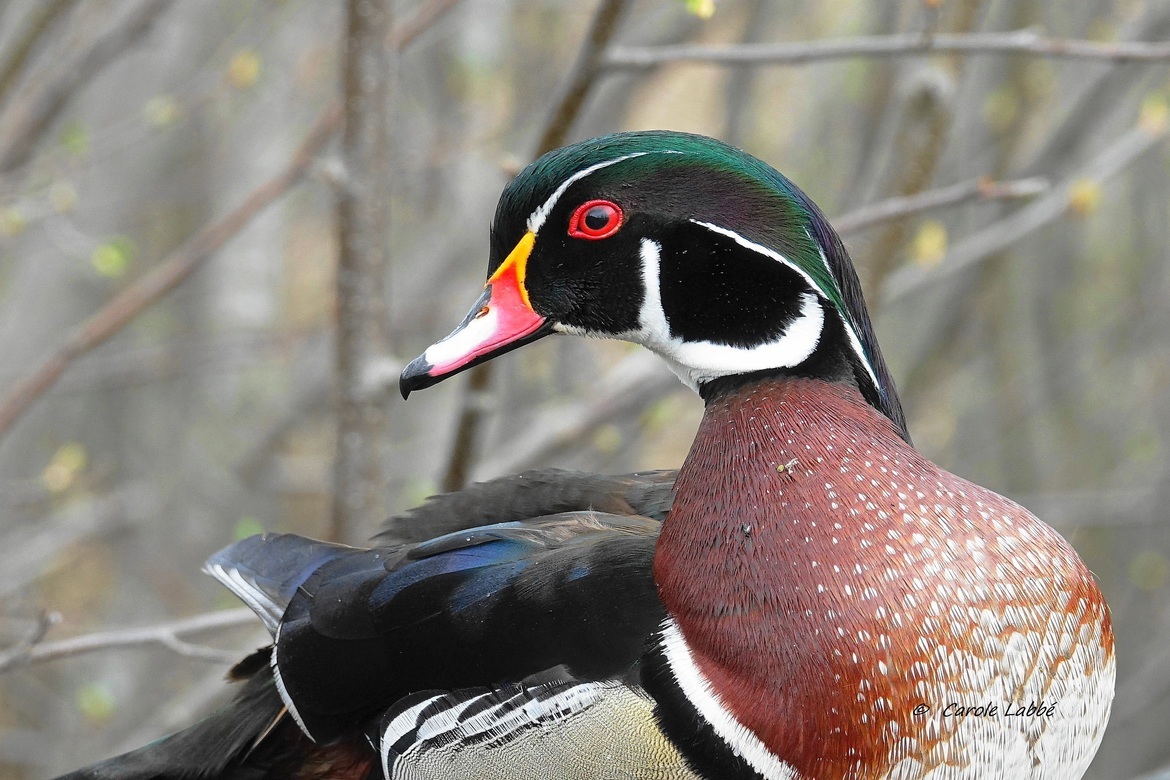 wood duck, cinlb Granby, Quebec, Canada
