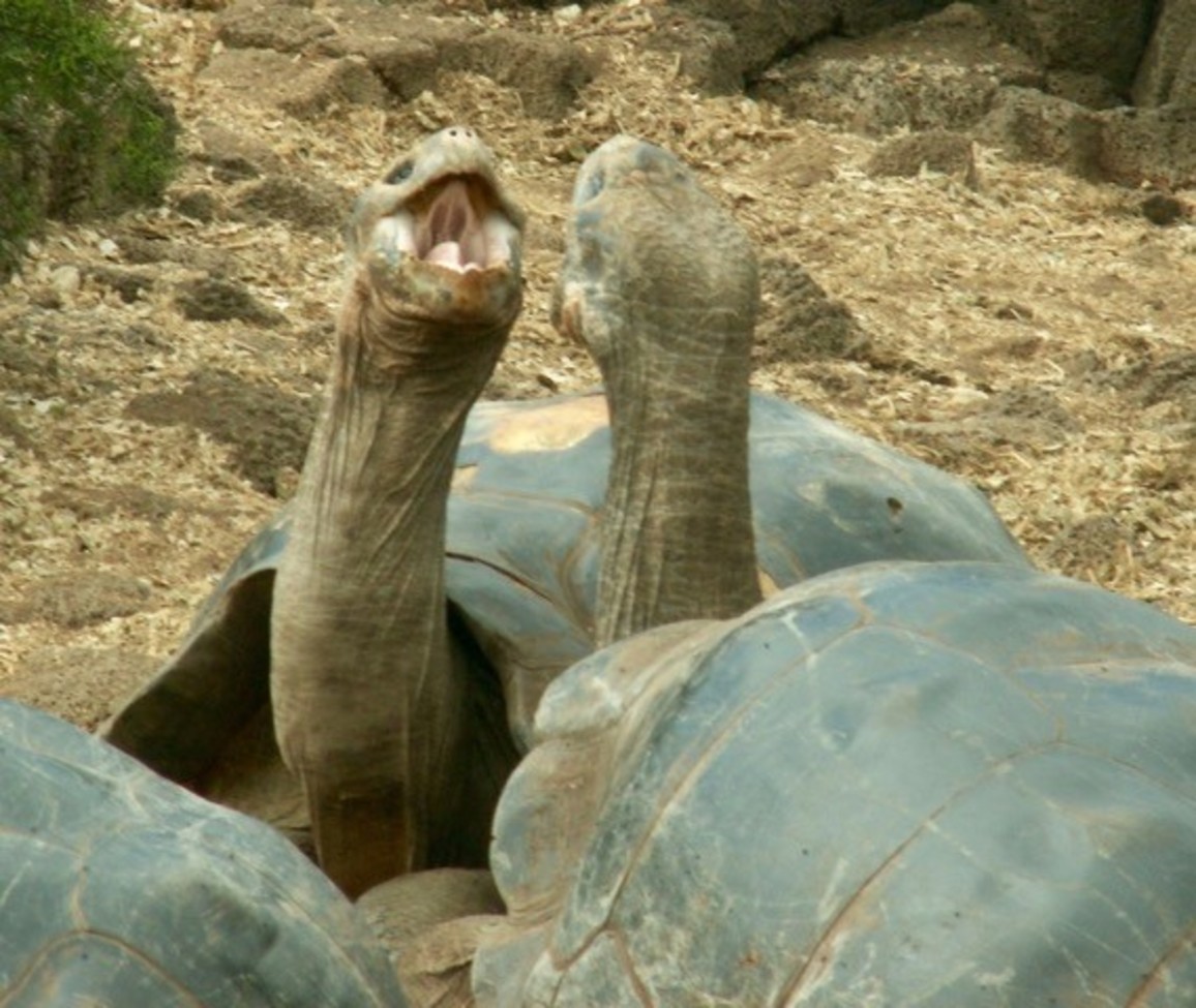 Giant Turtle, Galapagos National Park , Ecuador