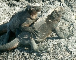 Grid nancy ruff iguanas