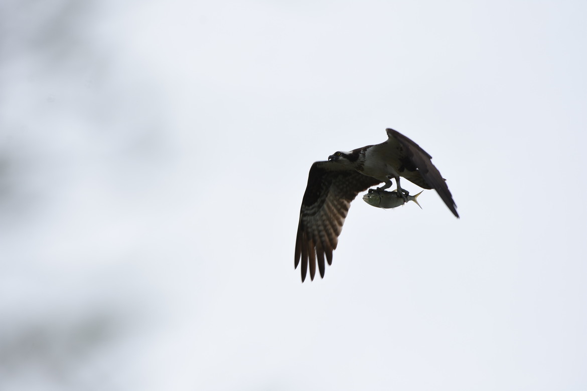 Osprey, Cape May, NJ, United States of America