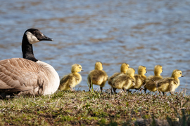Grid 2017 04 07   geese and more 95