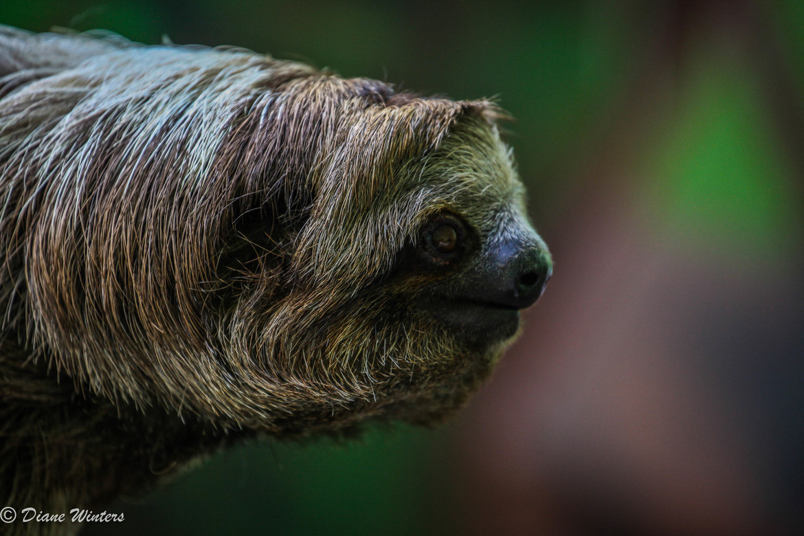 Three-toed Sloth, Monteverde Sloth Sanctuary, Costa Rica