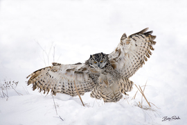 Grid great horned owl