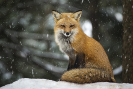 Grid renard 1080s