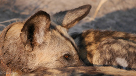Grid african wild dog 1