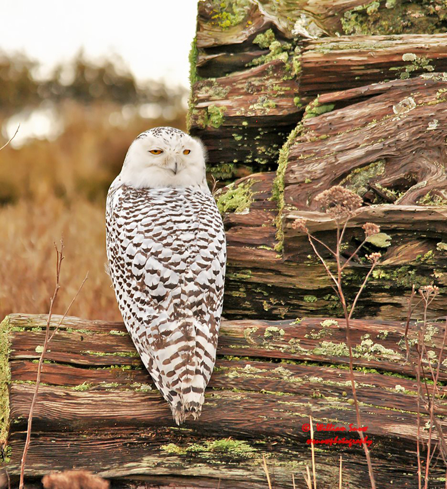 Snowy Owl , Boundary Bay BC, Canada