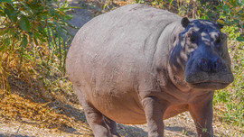 Grid hippo 1 3
