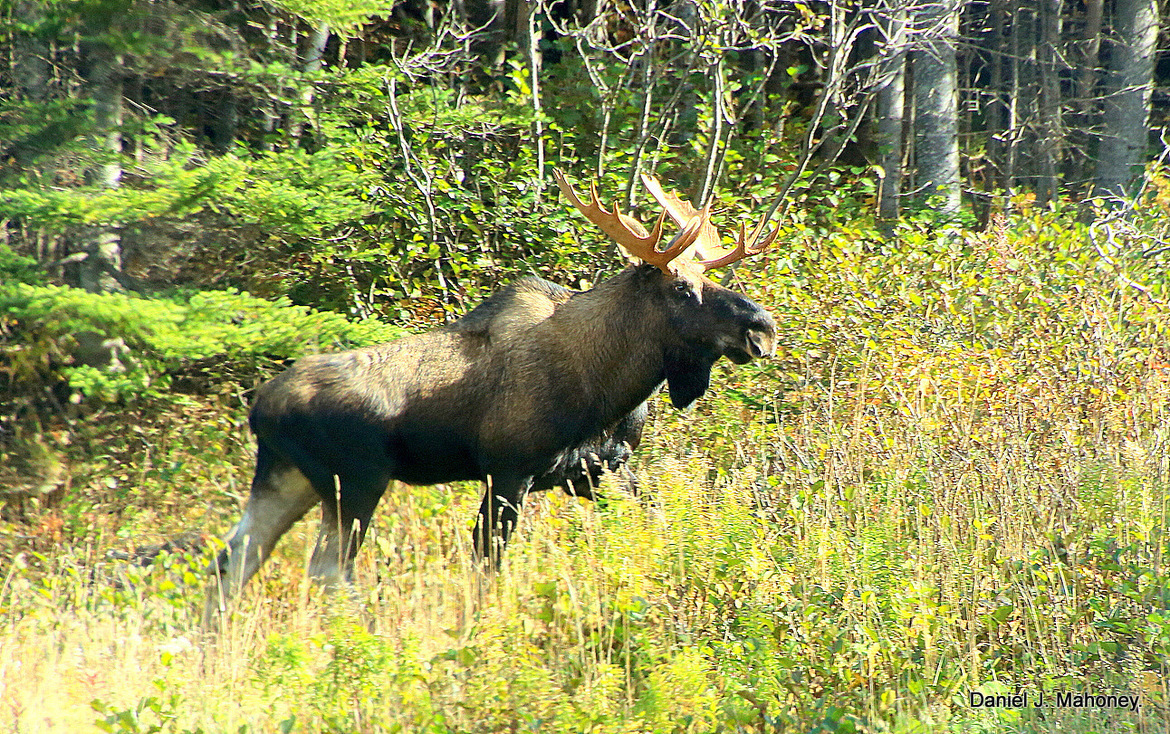 Bull Moose, Great Northern Peninsula Newfoundland., Canada