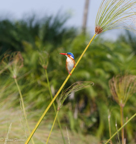Grid  kingfisher  1