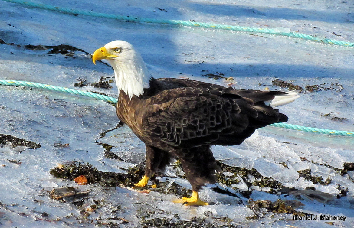 Bald Eagle, Harbour Breton Newfoundland., Canada